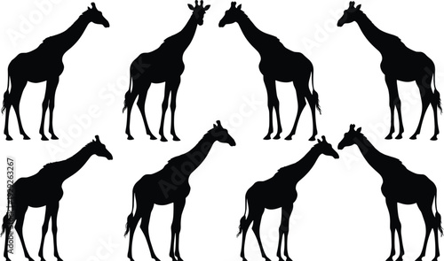 Giraffe silhouettes collection, African safari wildlife animal set, standing giraffes black isolated vector illustration on white background