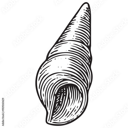 Vintage Cone Sea Shell Hand Drawn Engraving Illustration Marine Coastal Element