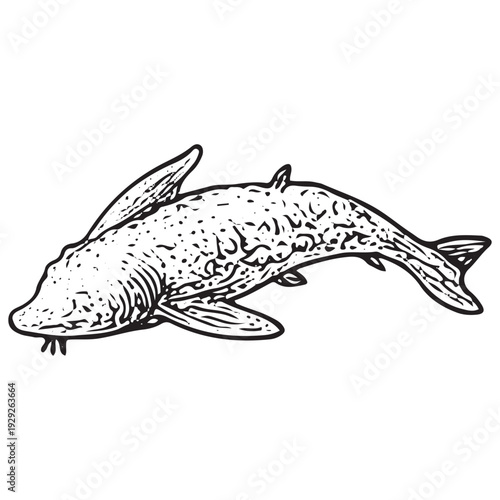 Vintage Marine Fish Hand Drawn Engraving Illustration Ocean Sea Life Animal