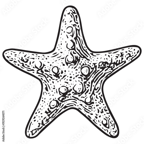 Vintage Starfish Hand Drawn Engraving Illustration Marine Ocean Sea Life Specimen