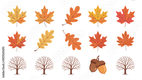 Autumn leaves and trees with acorns on white background