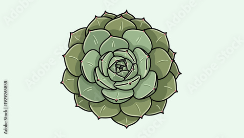 Vector illustration of a green succulent plant with a simple botanical design.