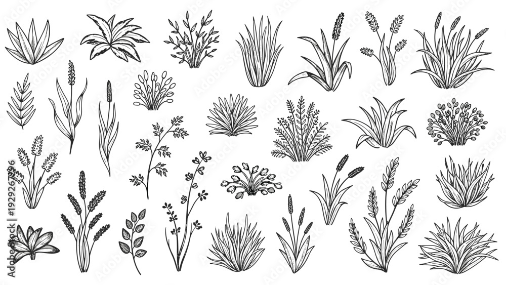 Fototapeta premium Large set of hand drawn botanical sketches features various types of wild grasses reeds and small plants in a detailed line art style.
