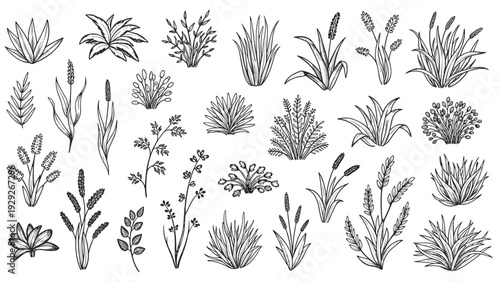 Large set of hand drawn botanical sketches features various types of wild grasses reeds and small plants in a detailed line art style.