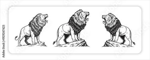 A lion silhouettes in standing,  Powerful walking, and sitting poses,  showcasing majestic wildlife behavior and detailed big cat illustration for vector design