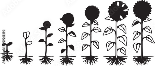 Plant growth stages black and white vector illustration isolated PNG with Transparent Background
