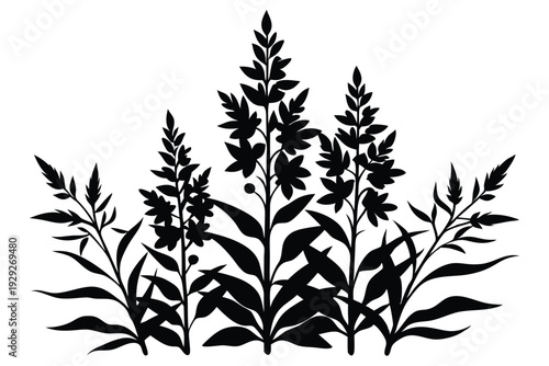 Tableau sur toile fireweed wild silhouette line art vector illustration