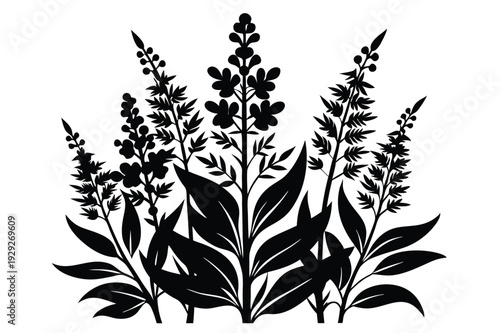 Photos fireweed wild silhouette line art vector illustration