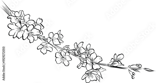 Horizontal blooming cherry branch delicate hand drawn sketch illustration vector