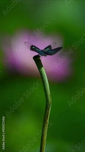 Black Dragonfly Silhouette Perched on Stem with Soft Pink Lotus Flower Bokeh Background