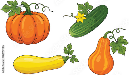 Vector Illustration of Various Vegetables Including Pumpkin, Cucumber, and Squash