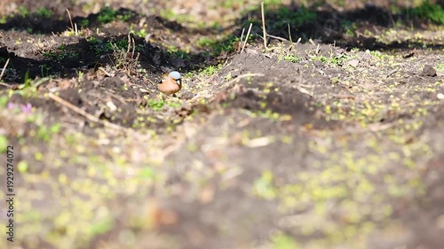 Wallpaper Mural Male Chaffinch Fringilla coelebs foraging on the ground in a garden during spring Torontodigital.ca
