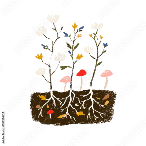 Underground Mycelium Network Linking Forest Mushrooms