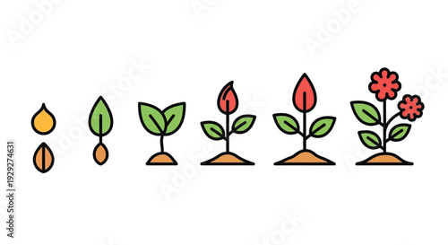 Simple illustration showing the stages of plant growth from seed to blooming flowers