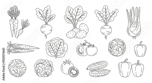Assorted Vegetables Illustration Featuring Carrots, Beets, and Peppers in a Detailed Line Art Style