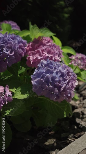 Beautiful blooming hydrangea bush with purple and pink flowers in a sunny summer garden