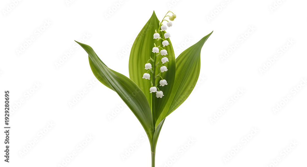 Obraz premium Delicate lily of the valley flower with vibrant green leaves, a symbol of spring and purity, isolated on white.