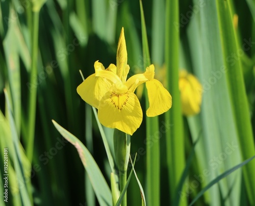 Fotografie Iris pseudacorus (yellow flag, yellow iris, water flag)