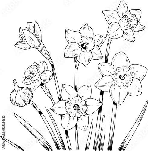 Black and white line of blooming daffodils and unopened buds with long green leaves