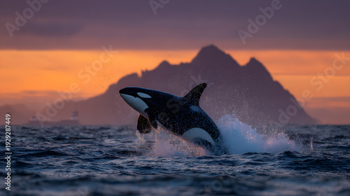Killer Whale Leaping from the Ocean with Mountain Backdrop