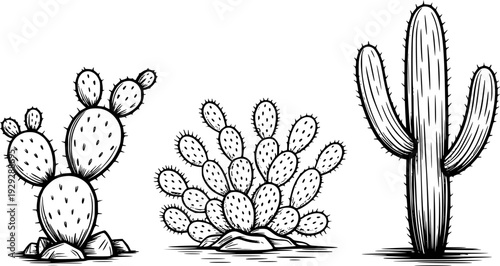 Hand Drawn Black and White Cacti Plants Isolated White Background cactus desert