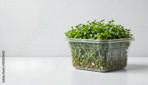 Fresh microgreens in a clear plastic container on a white surface, showcasing vibrant green leaves and soil, ideal for culinary and health-focused applications