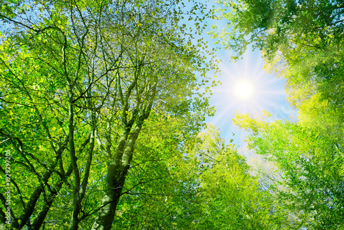 The canopy of tall green trees in summer forest, with the sun shining through .