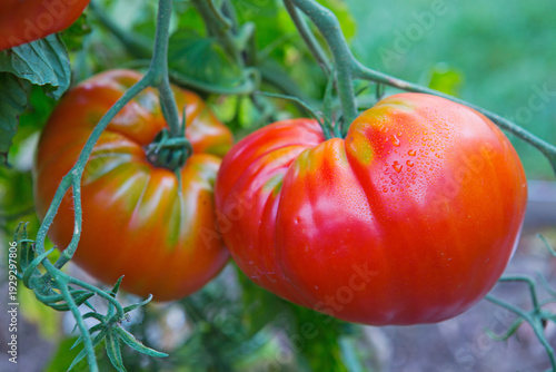 Red large heart tomatoes on a branch.