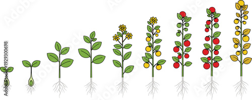 Tomato plant growth stages from seedling to fruiting agricultural life cycle flat vector illustration isolated