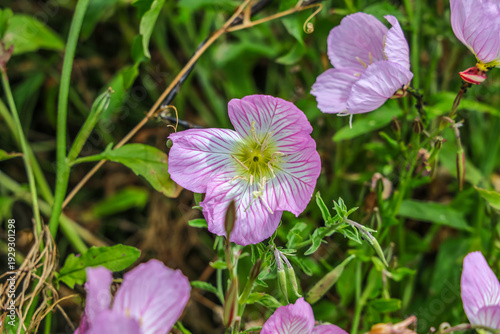 Εκτύπωση καμβά Oenothera speciosa is a species in the evening primrose family known by several