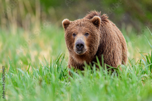 Brown bear (Ursus arctos) walking through long grass, Katmai National Park, Alaska, USA. June. 