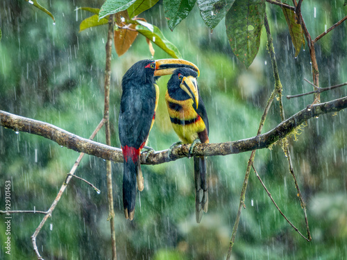 Two Collared aracaris (Pteroglossus torquatus) perched on branch in rain storm, cloud forest, Ecuador. 