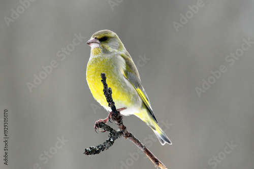 European Greenfinch (Chloris chloris) male on a branch close up, portrait, greenish colorful, Europe, Latvia