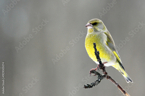 European Greenfinch (Chloris chloris) male on a branch close up, portrait, greenish colorful, Europe, Latvia