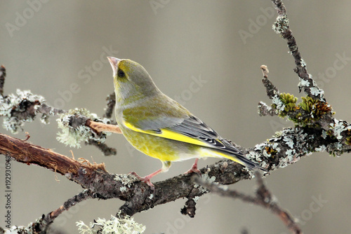 European Greenfinch (Chloris chloris) male on a branch close up, portrait, greenish colorful, Europe, Latvia