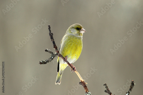 European Greenfinch (Chloris chloris) male on a branch close up, portrait, greenish colorful, Europe, Latvia