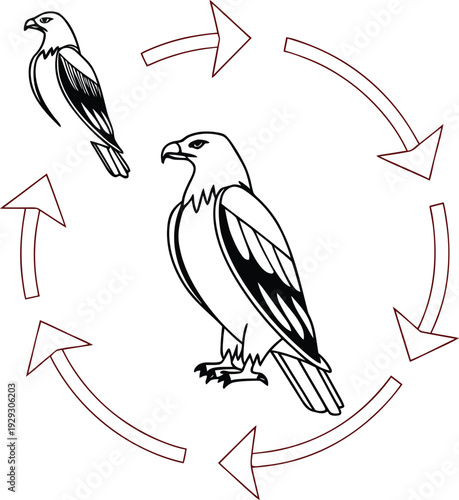 Two birds of prey with circular arrows around them in illustration