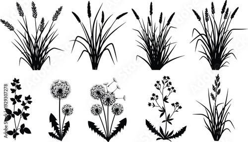 Set of wild grass and dandelion plant silhouettes, botanical meadow weeds vector illustration collection isolated on white