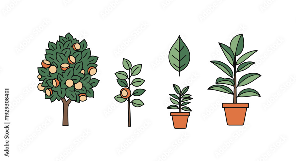 Fototapeta premium Rubber tree Line art clean modern abstract illustration