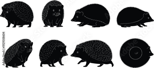 PrintHedgehog silhouette vector set, wildlife animal poses, curled hedgehog illustration, black spiny mammal clipart, nature icon collection, stock art