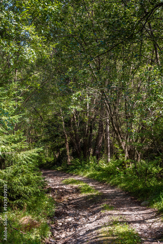 Obraz premium narrow forest road in dappled light. summer landscape with trail surrounded by tall trees. gravel path through dense beech woodland. nature background for exploration or escape concept