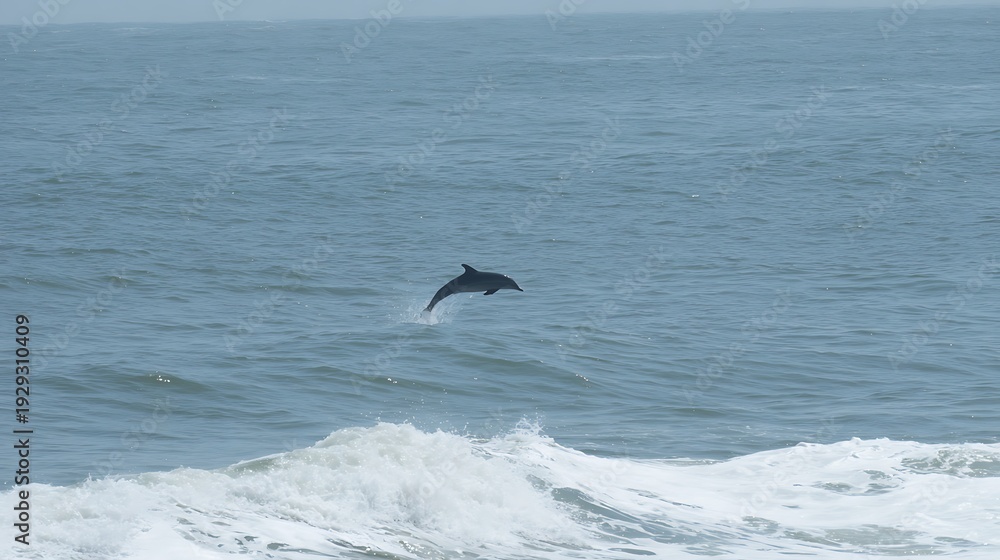 Naklejka premium A lone dolphin jumps from the blue ocean water with waves crashing, capturing the wild spirit of the sea.