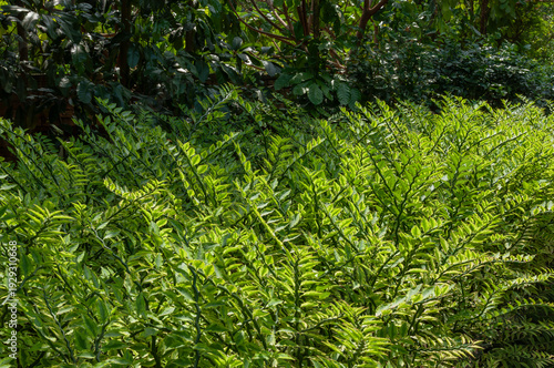 Εκτύπωση καμβά Devil’s backbone plant Euphorbia tithymaloides displaying angular segmented stems and cream edged foliage in lush subtropical setting