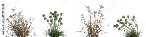 Fotografie Set of dry Allium canadense and Allium siculum isolated frontal png on a transpa
