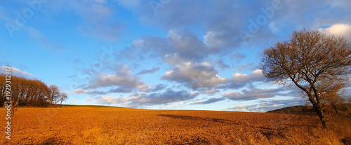 Autumn landscape with lonely tree with yellow field.