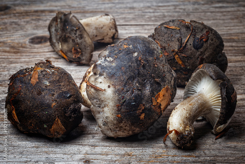 March mushroom (Hygrophorus marzuolus), Edible mushroom on a rustic background with a wooden table