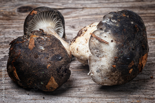 March mushroom (Hygrophorus marzuolus), Edible mushroom on a rustic background with a wooden table