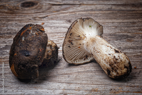 March mushroom (Hygrophorus marzuolus), Edible mushroom on a rustic background with a wooden table