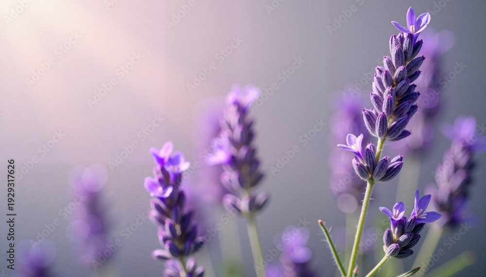 Fototapeta premium Lavender Blossoms in Soft Pastel Light – Delicate Purple Flowers Background