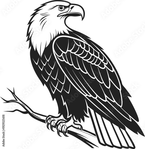 eagle on a white background
